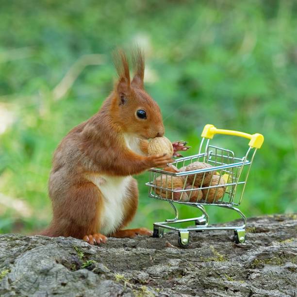 istock Closeup shot of a squirrel 1455197321