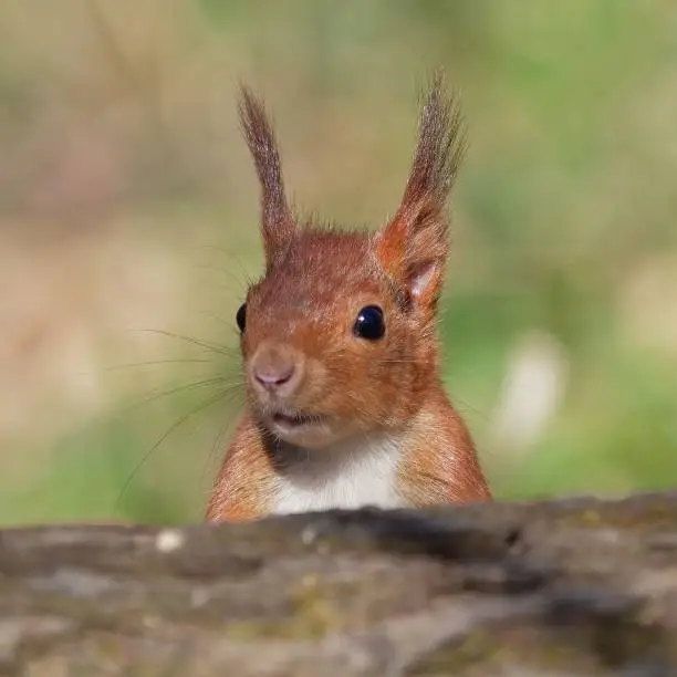 Photo of Closeup shot of a squirrel