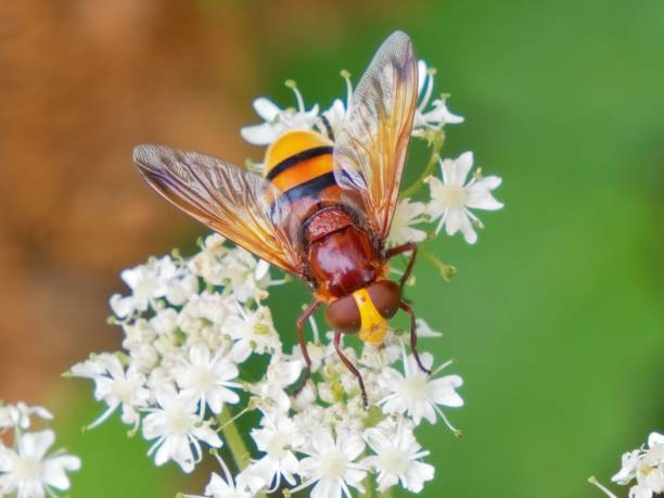 istock Scenic view of a bee perched on white flowers on a blurred background 1455197341