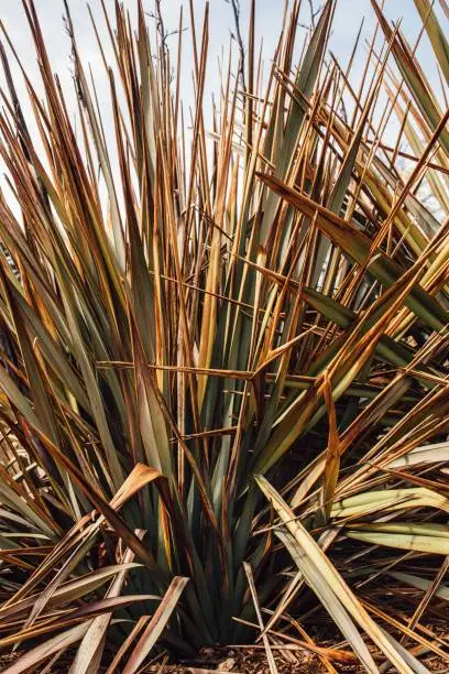 Photo of close up of phormium tenax