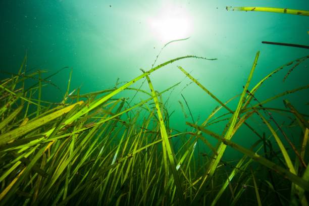 istock Closeup shot of seaweed underwater 1455197656