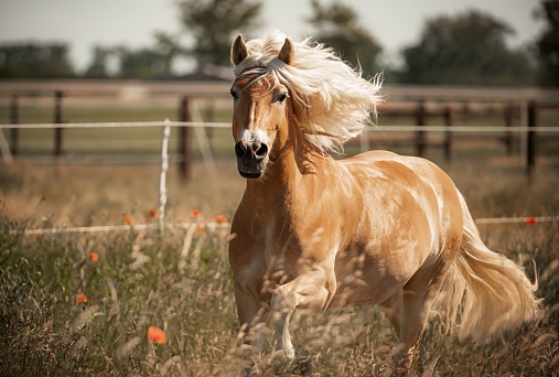 Horses run fast in dark backgound in sandy field