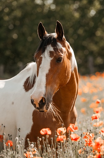 A vertical shot of a beautiful brown white horse on a poppy field