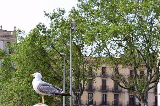 A closeup of a yellow-legged gull perched in the middle of the city