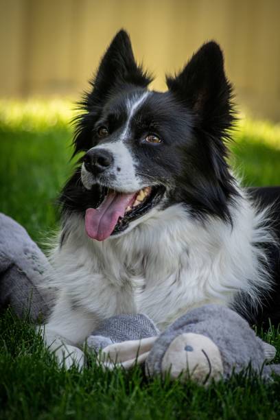 istock Selective focus shot of Border Collie lying on green grass 1455198370