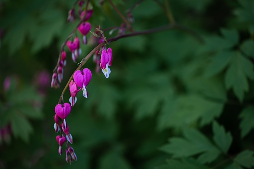 A closeup of a bleeding heart flower on a blurred green leaves background
