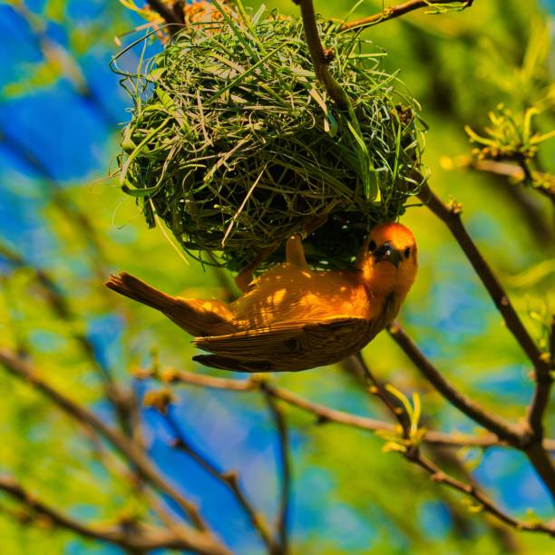 istock Weaver bird building a nest on the tree branch 1455198401