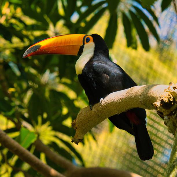 istock Topical toucan bird perched on a branch in a zoo 1455198421