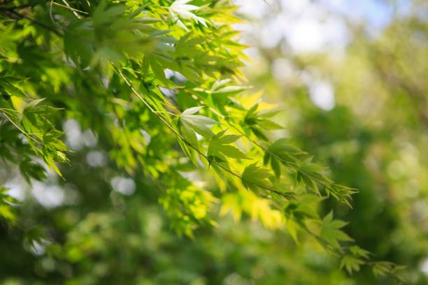 istock Closeup of green leaves on a tree branch 1455198533