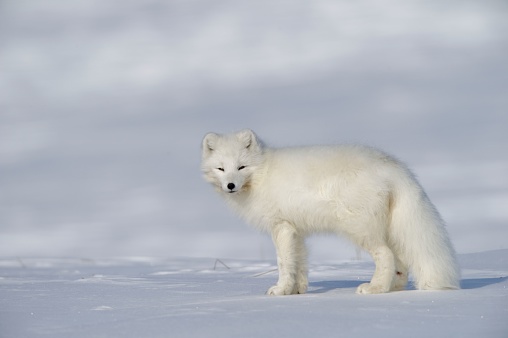 White polar bear in the nature