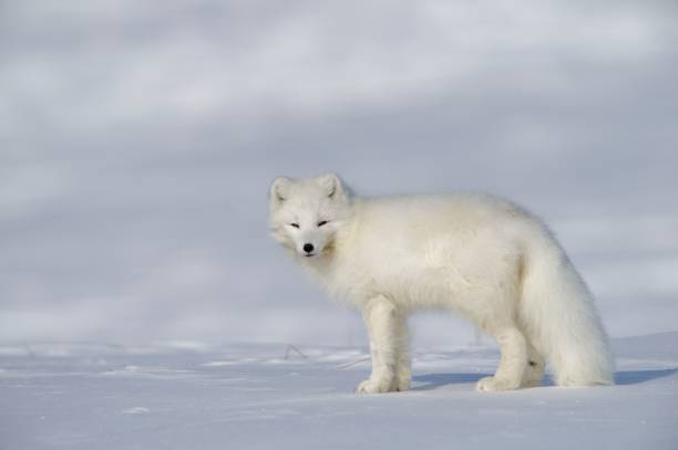 Arctic Fox with winter coat Female Arctic Fox standing broadside in winter su white fox stock pictures, royalty-free photos & images