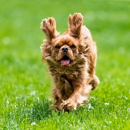 A dog cavalier king charles, a ruby puppy running in the nature