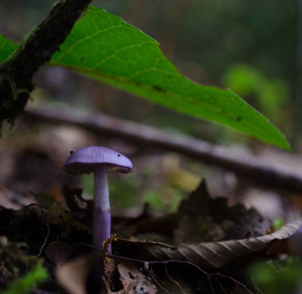 istock Selective focus shot of a mushroom growing in a forest 1455198947