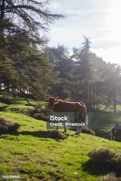 Cow Grazing In The Green Field In Chrea Blida Algeria Stock Photo - Download Image Now