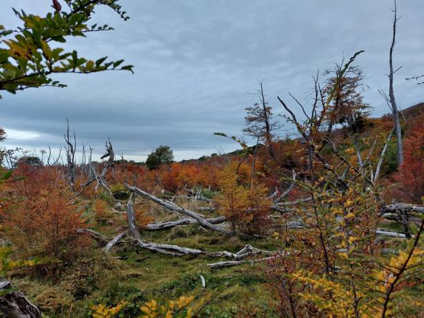 istock Beautiful landscape of autumn trees 1455199046