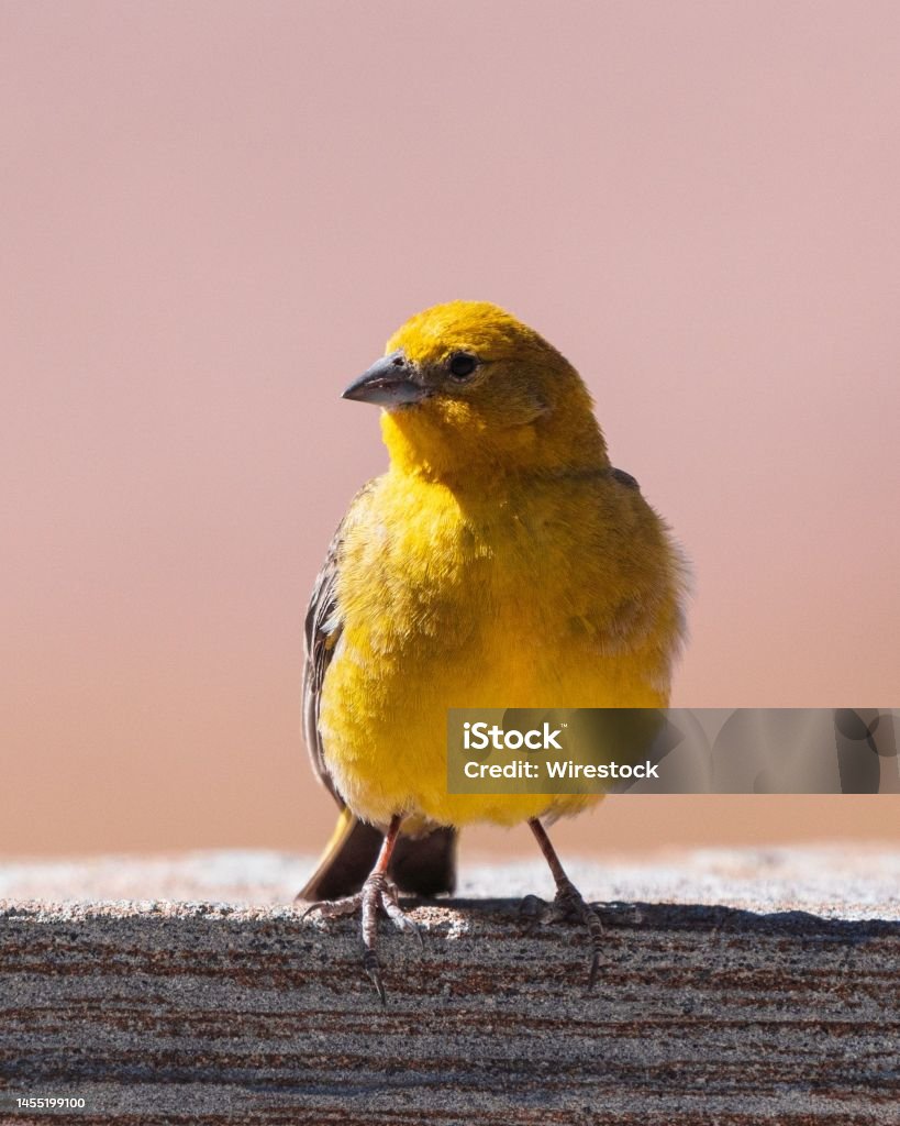 Selective of a Saffron finch on a wood A selective of a Saffron finch on a wood Animal Stock Photo