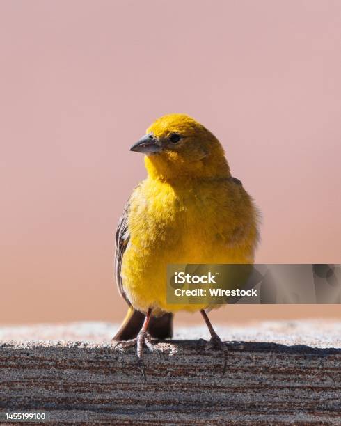 Selective Of A Saffron Finch On A Wood Stock Photo - Download Image Now - Animal, Animal Wildlife, Animal Wing