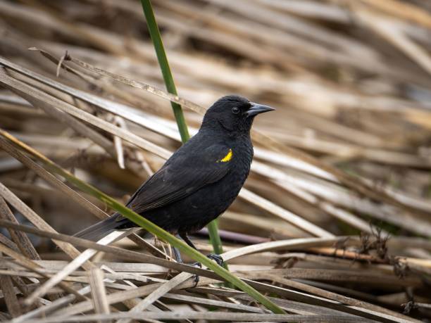 istock Selective of a blackbird in dry grass 1455199104
