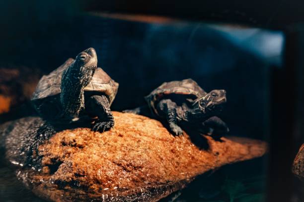 istock Closeup of turtles inside an aquarium 1455199341