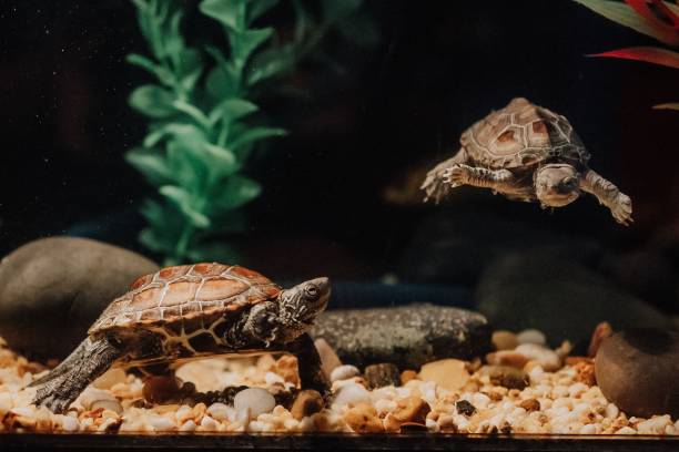 istock Closeup of turtles inside an aquarium 1455199545