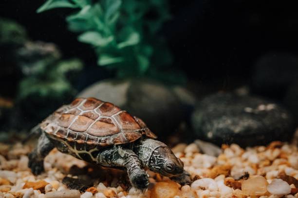istock Closeup of a turtle inside an aquarium 1455199626