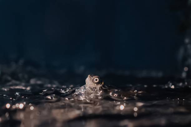 istock Closeup of a turtle inside an aquarium 1455199651