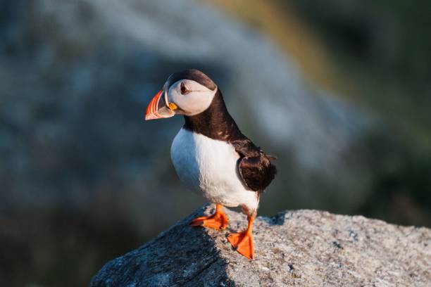 istock Atlantic puffin standing on a rock above the bay (fratercula arctica) on a blurry background 1455199793
