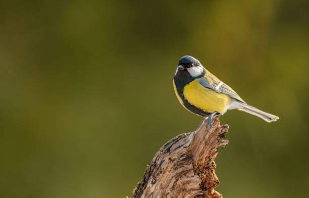 istock Closeup shot of a great tit isolated on a blurred background 1455199871