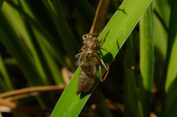 An ambush bug waiting for a prey in his natural environment in the Laurentian forest of Canada.