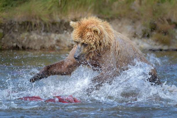 istock Brown bear catching fish in a river in Katmai, Alaska 1455200017