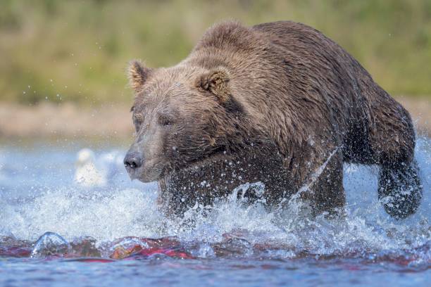 istock Brown bear catching fish in a river in Katmai, Alaska 1455200030