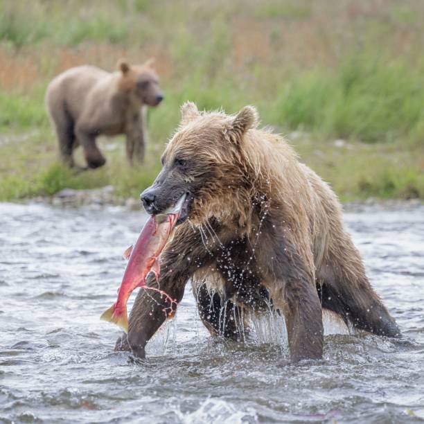 istock Brown bear catching fish and eating in a river in Katmai, Alaska 1455200040