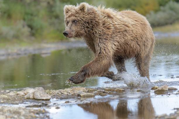istock Brown bear catching fish in a river in Katmai, Alaska 1455200046