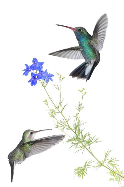 istock Hummingbirds and a flower isolated on a white background 1455200063