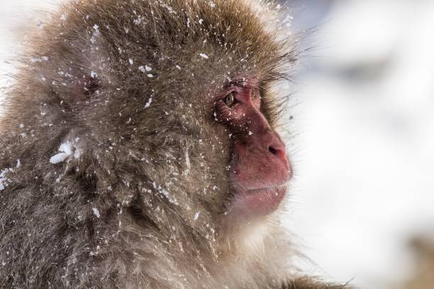 istock Portrait of a cute monkey 1455200177