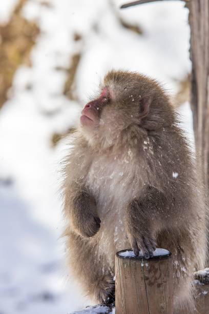 istock Closeup shot of a cute pink-faced monkey 1455200234