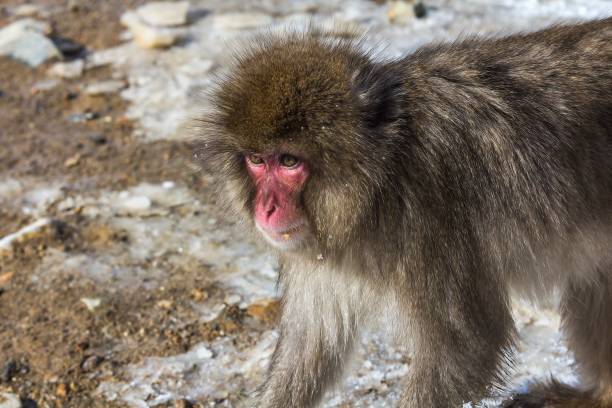 istock Closeup shot of a cute pink-faced monkey 1455200256