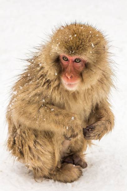 primer plano de un retrato de un mono de nieve japonés sobre fondo de nieve blanca - japanese macaque monkey isolated on white macaque fotografías e imágenes de stock