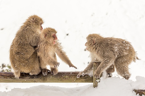 A closeup shot of a group of macaque monkeys on wood at snowfall