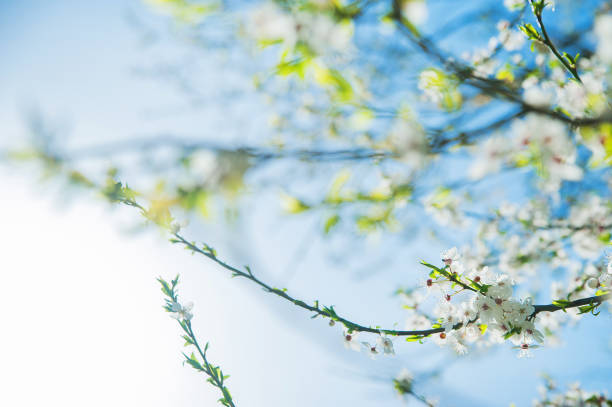 istock Springtime greeting card and copy space. Blooming spring trees close up. 1455200615