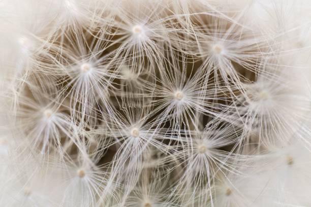 istock Macro shot of a beautiful fluffy dandelion 1455200827