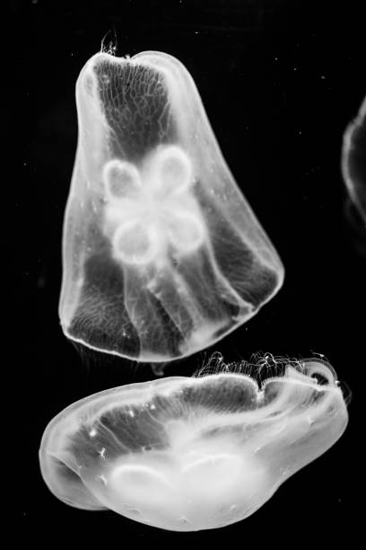 istock Vertical grayscale shot of two jellyfish underwater 1455200872
