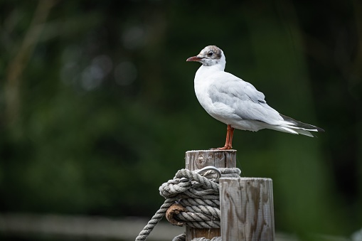 A Black-headed gull perched on a wooden pole on a blurred background