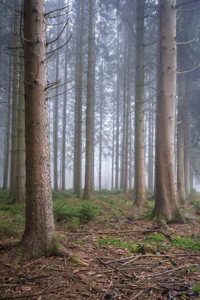 istock Vertical shot of dense trees in the forest 1455202268