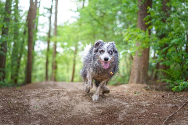 istock Selective focus shot of australian shepherd running in the forest 1455202283