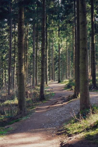 istock Vertical view of a trail between trees in the woods 1455202297