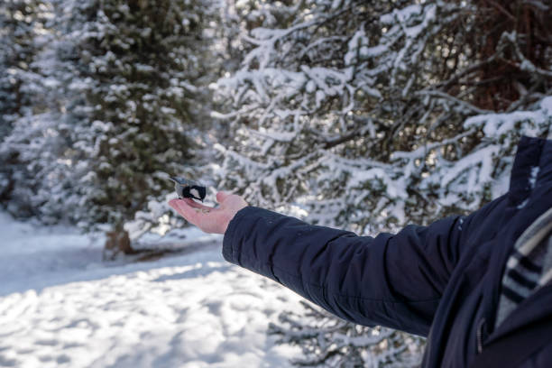 istock Titmouse eating seeds from the mature man hand 1455203343