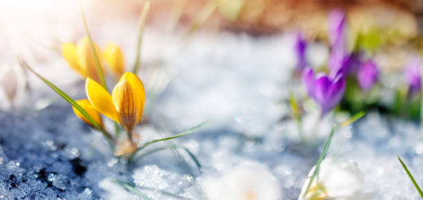 vista ravvicinata dei fiori colorati primaverili nel parco. - snow crocus flower spring foto e immagini stock