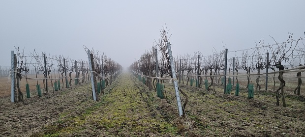 A morning snowfall on a vineyard in Abruzzi, Italy