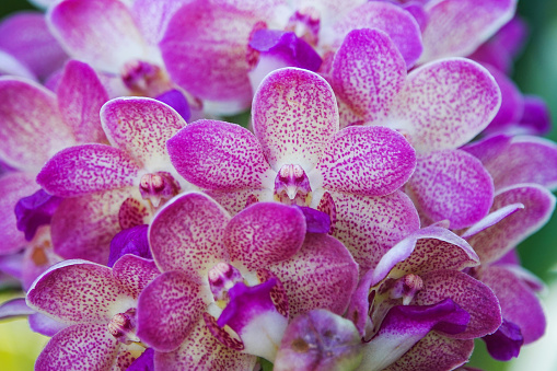 Colorful orchids blooming in the garden